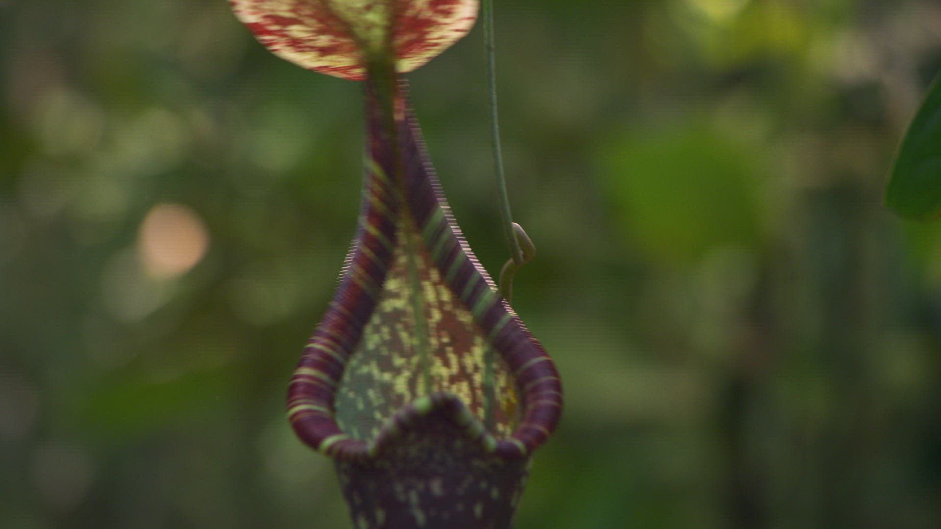 147997612 / Hardwicke's Woolly Bat / Pitcher Plant / Nepenthes hemsleyana