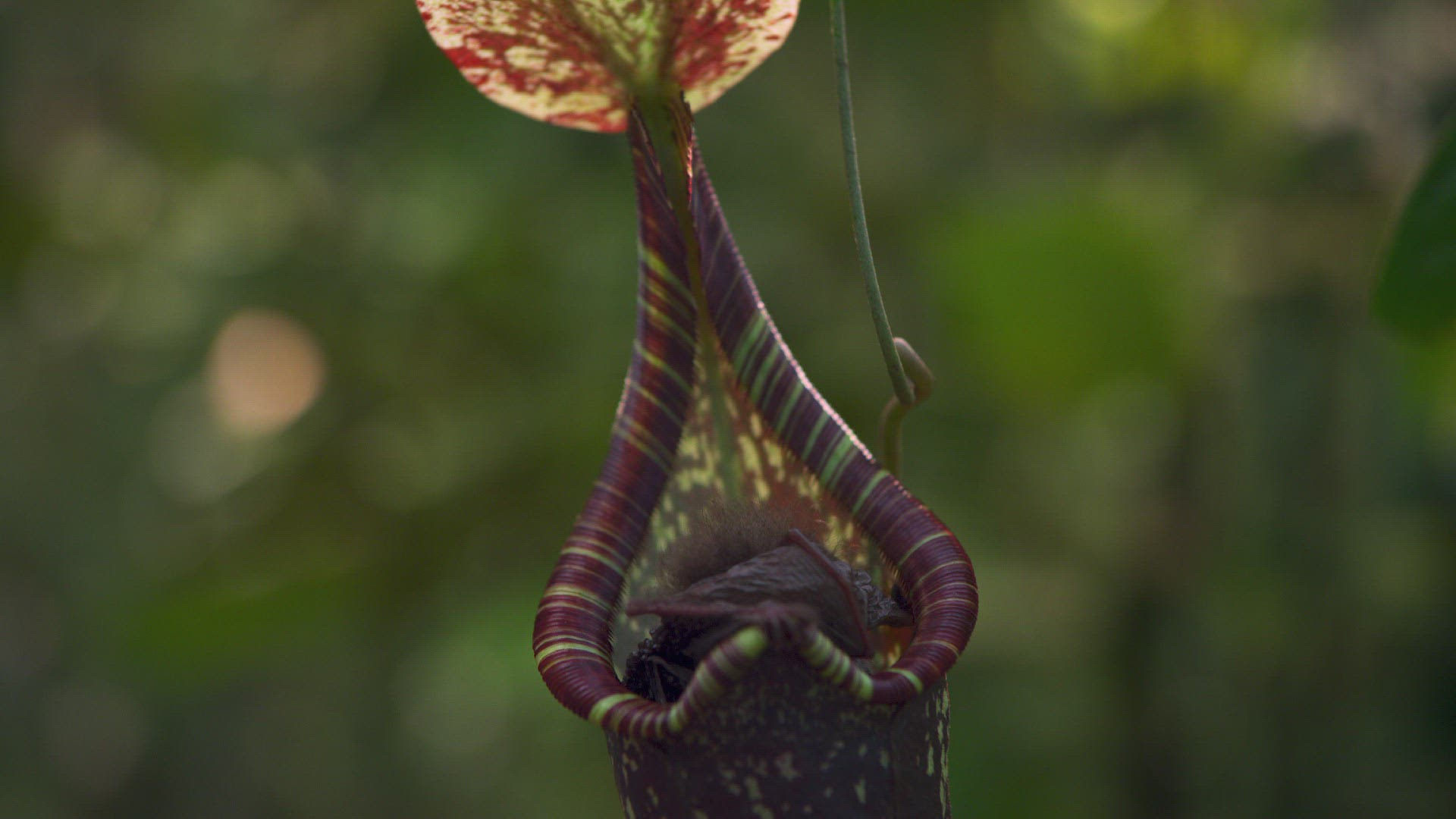 532435840 / Hardwicke's Woolly Bat / Pitcher Plant / Nepenthes hemsleyana