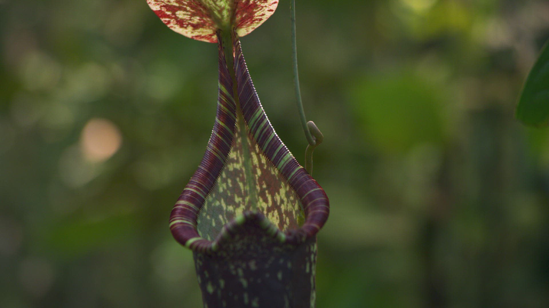 323373477 / Hardwicke's Woolly Bat / Pitcher Plant / Nepenthes hemsleyana