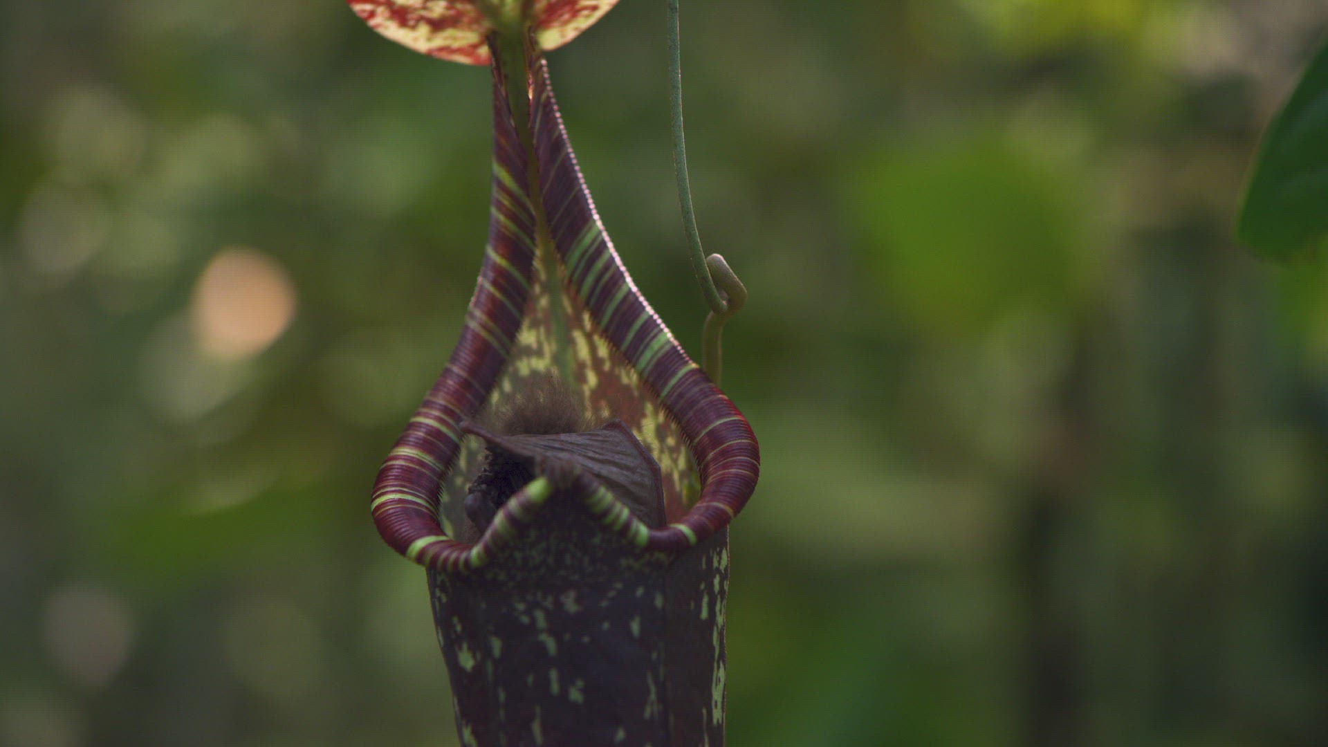 895619175 / Hardwicke's Woolly Bat / Pitcher Plant / Nepenthes hemsleyana