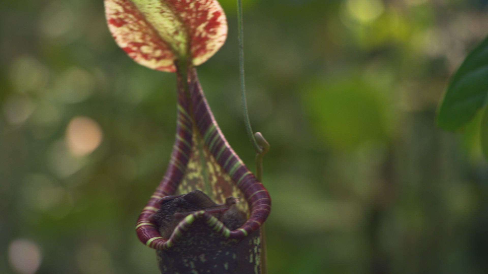 342040098 / Hardwicke's Woolly Bat / Pitcher Plant / Nepenthes hemsleyana