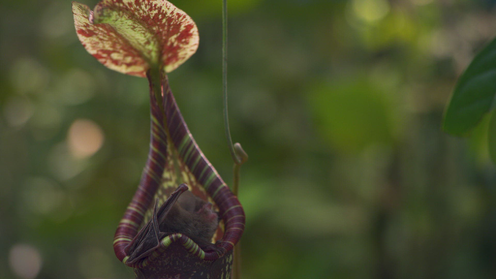 149340333 / Hardwicke's Woolly Bat / Pitcher Plant / Nepenthes hemsleyana