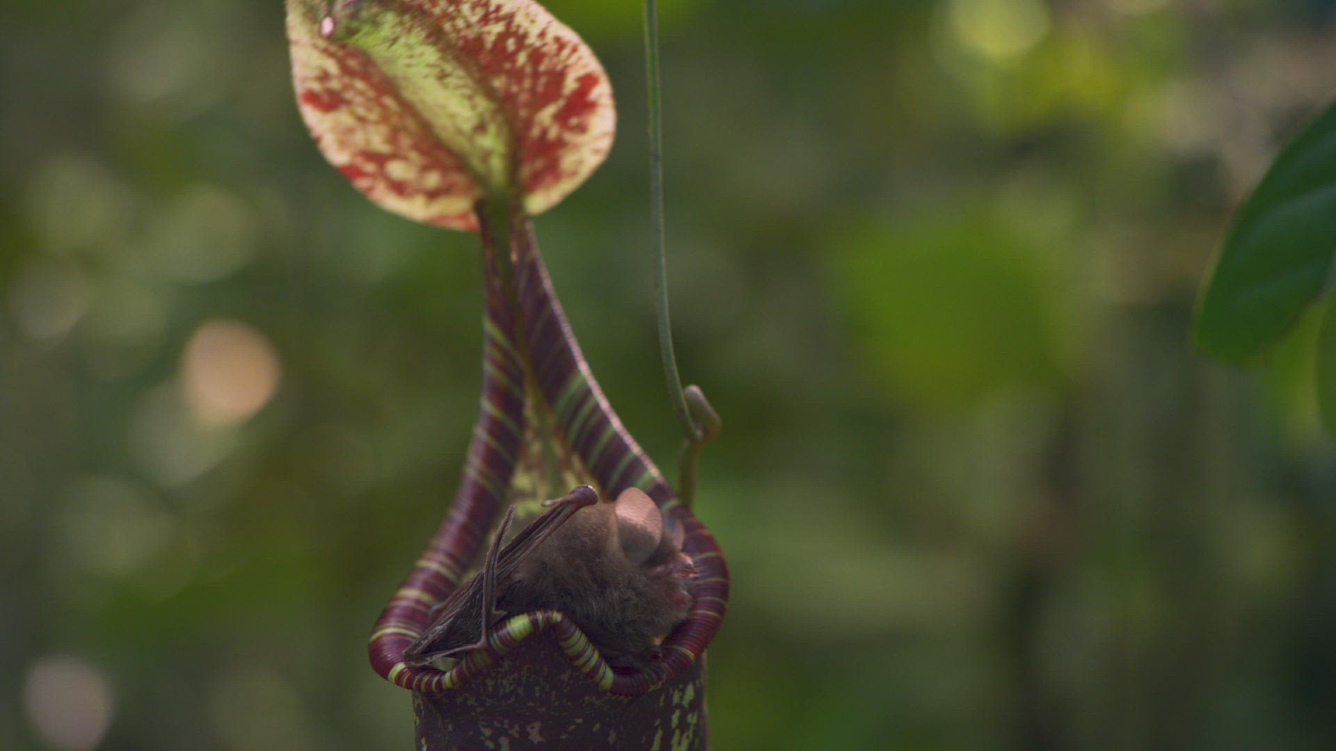 599312744 / Hardwicke's Woolly Bat / Pitcher Plant / Nepenthes hemsleyana