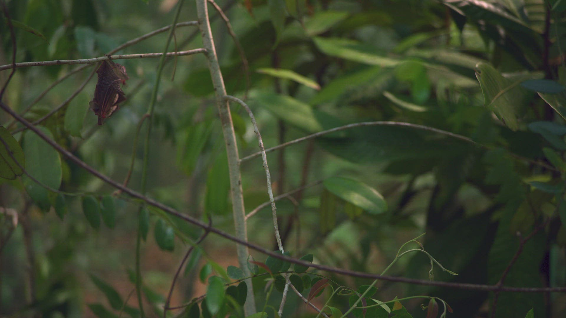726688412 / Hardwicke's Woolly Bat / Plant / Leaf