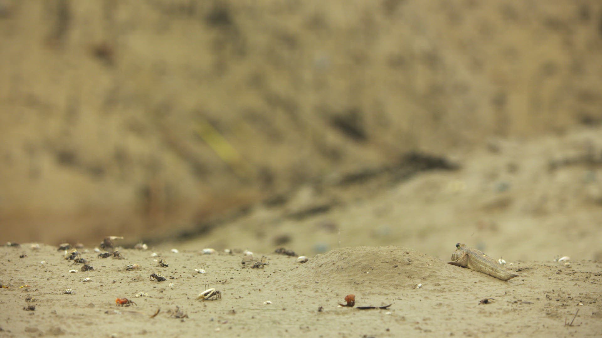 507114542 / Mudskipper / Crawling / Bone Fish