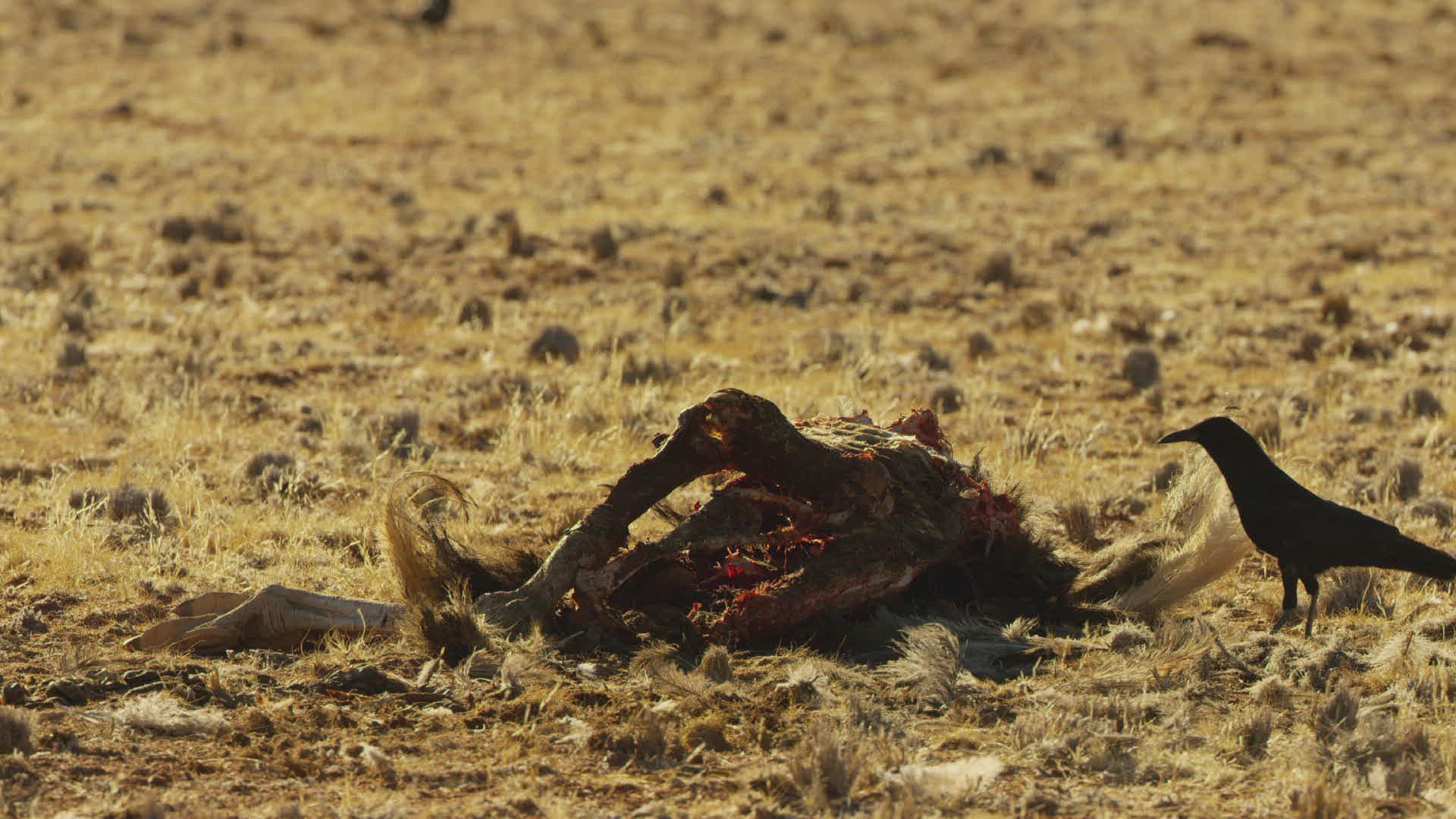 621988366 / Cape Crow / End / Namibia 621988366 / Cape Crow / End / Namibia