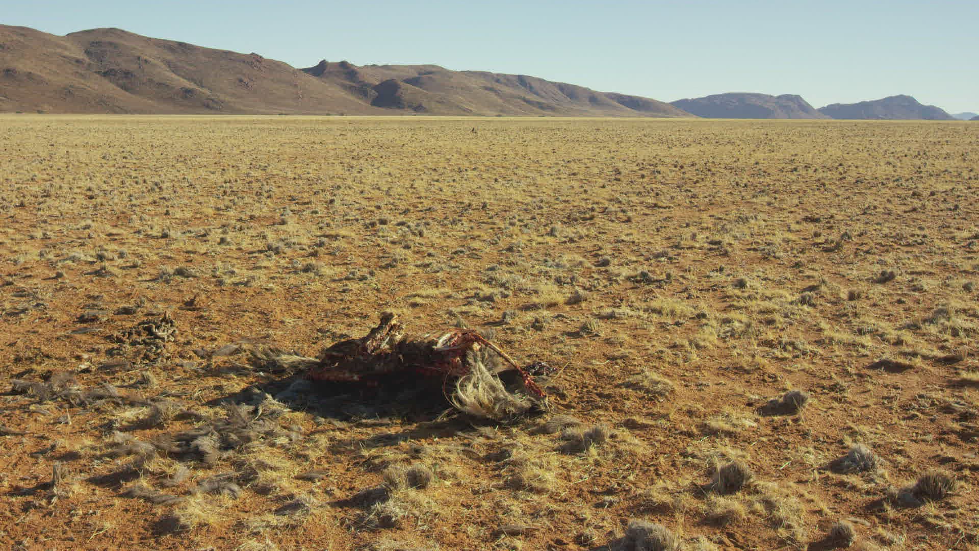 212469086 / Ostrich / End / Namibia 212469086 / Ostrich / End / Namibia