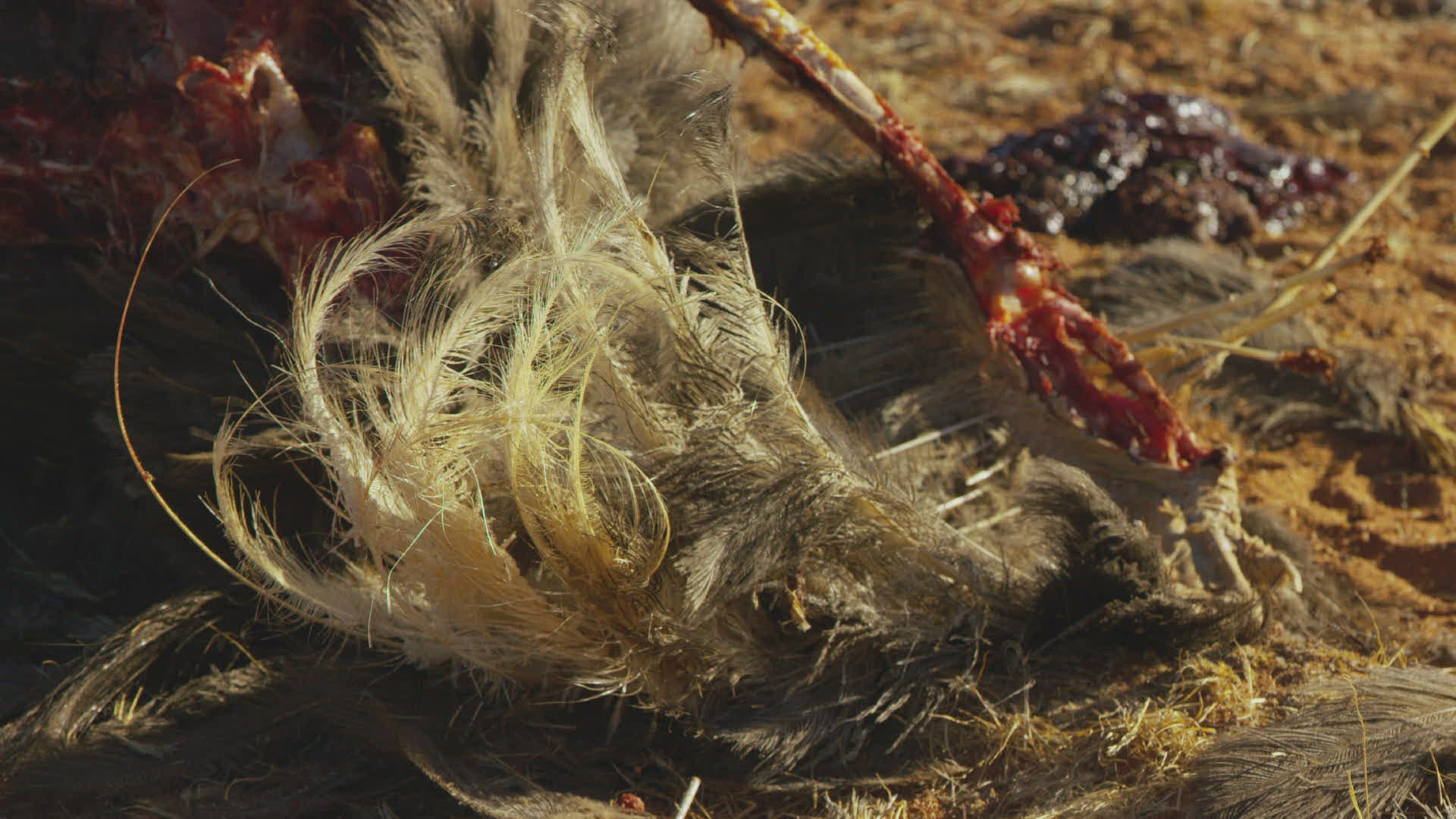 346841230 / Ostrich / End / Namibia 346841230 / Ostrich / End / Namibia