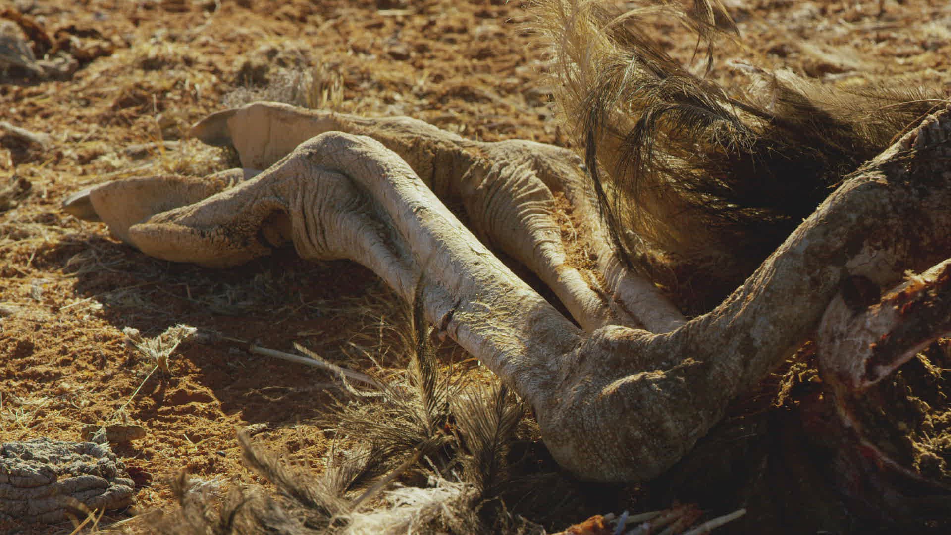 281314228 / Ostrich / End / Namibia 281314228 / Ostrich / End / Namibia