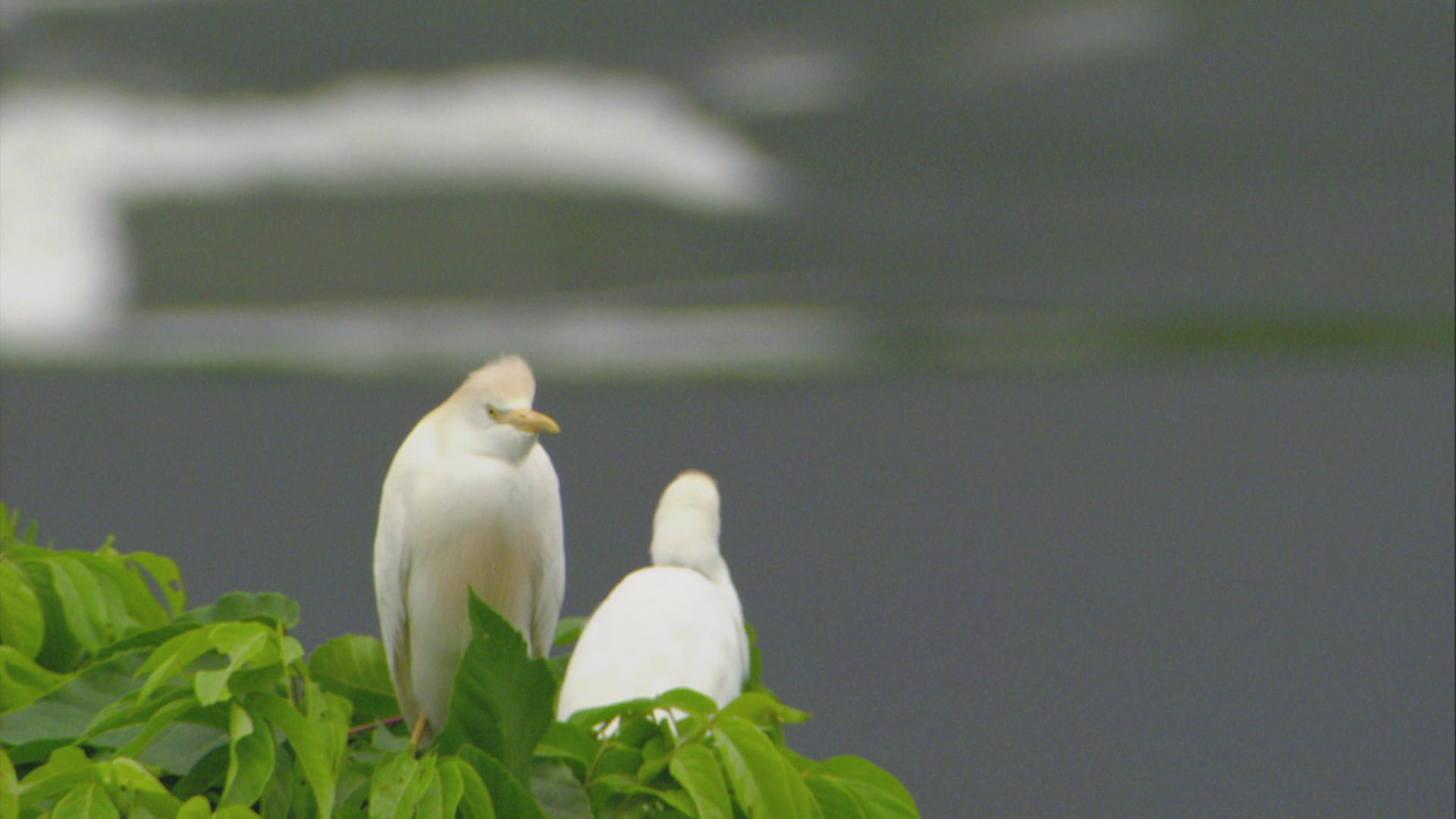 370418652 / Cattle Egret / Sitting / Amhara 370418652 / Cattle Egret / Sitting / Amhara