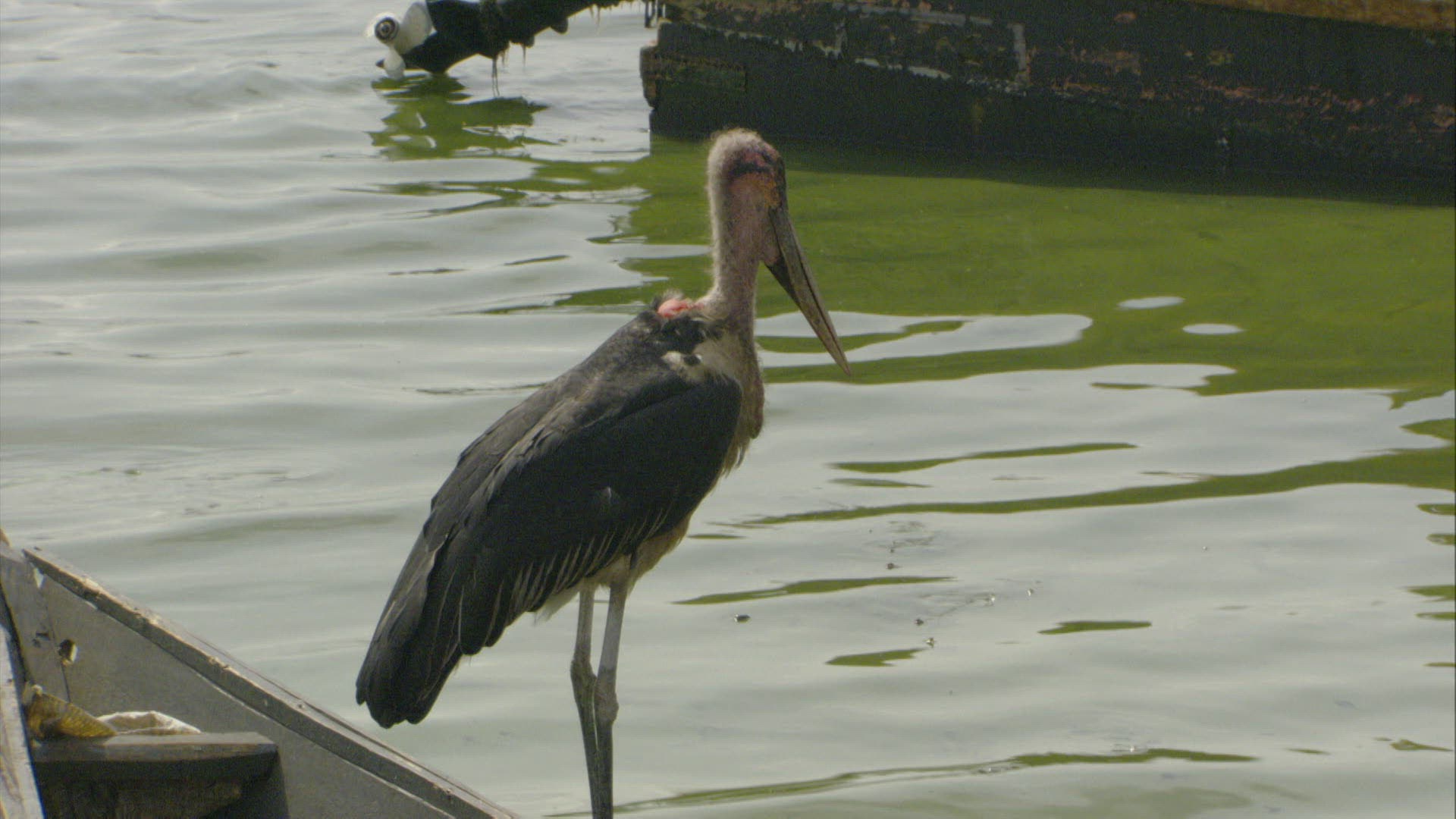 336039187 / Marabou Stork / Wading / Kimi Island