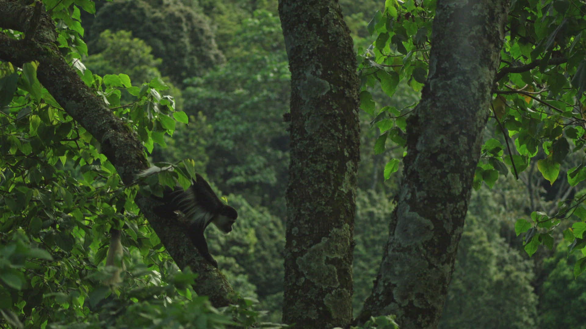 215744105 / Angolan Black-and-White Colobus / Sliding / Rwanda
