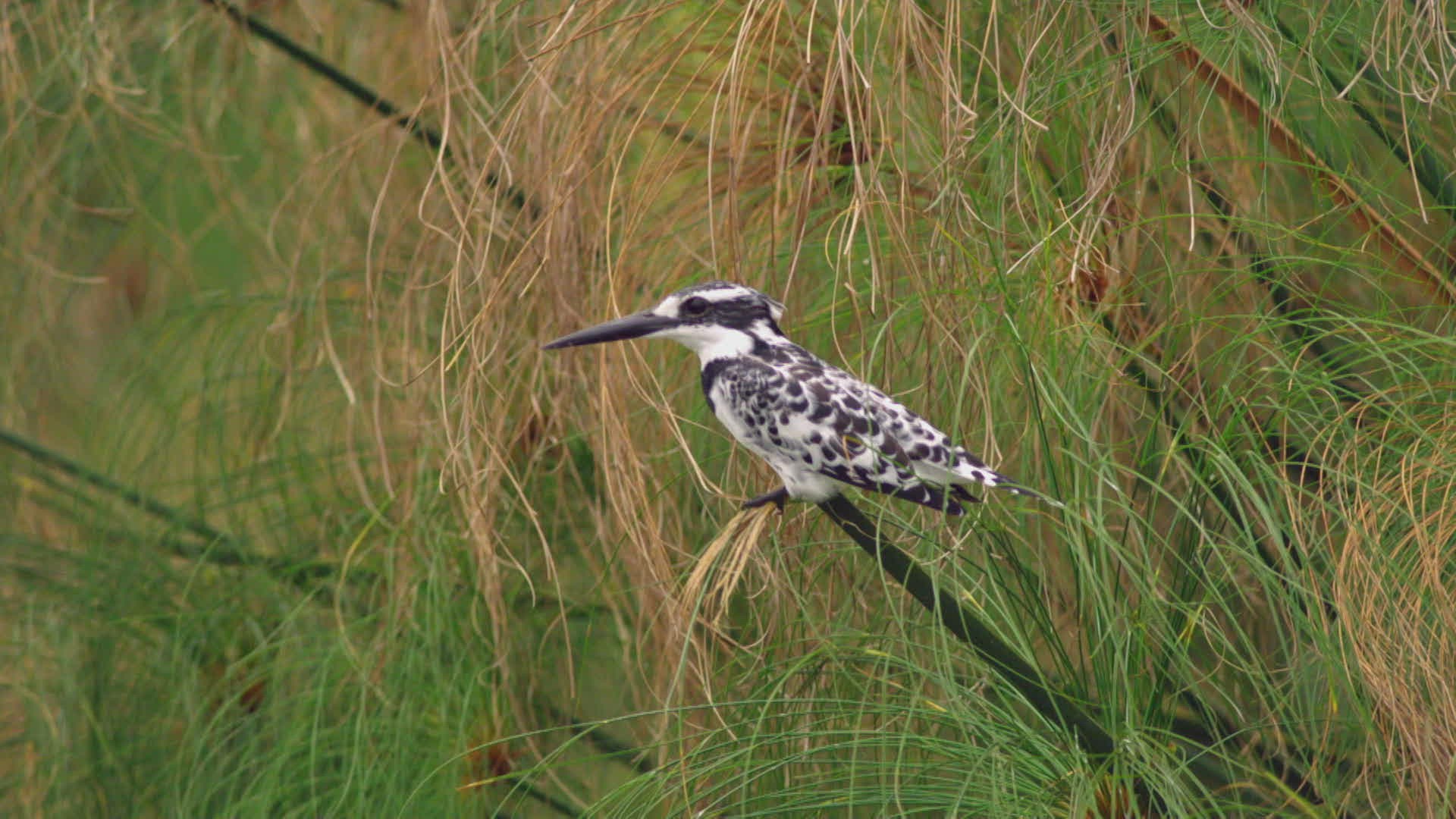 509752658 / Pied Kingfisher / Crouching / Southern Sudan