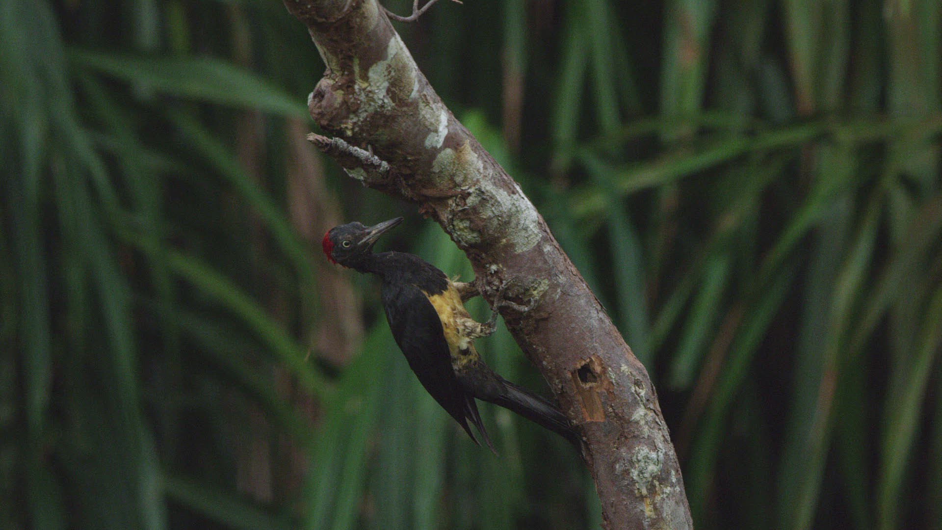 729234020 / Black Woodpecker / Plant / Tree 729234020 / Black Woodpecker / Plant / Tree
