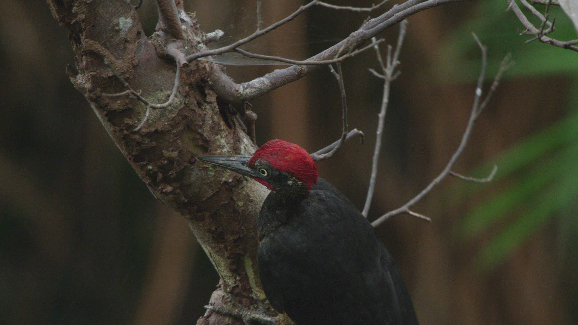 456206551 / Black Woodpecker / Plant / Tree 456206551 / Black Woodpecker / Plant / Tree