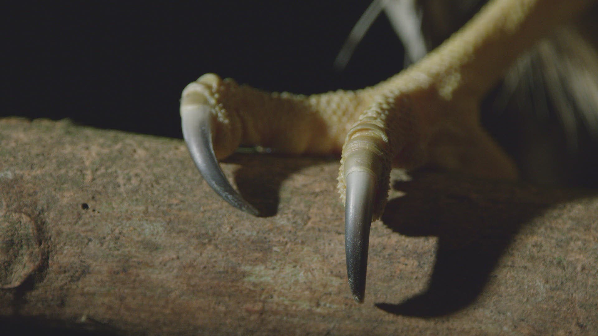 531872669 / Buffy Fish-Owl / Crouching / Borneo