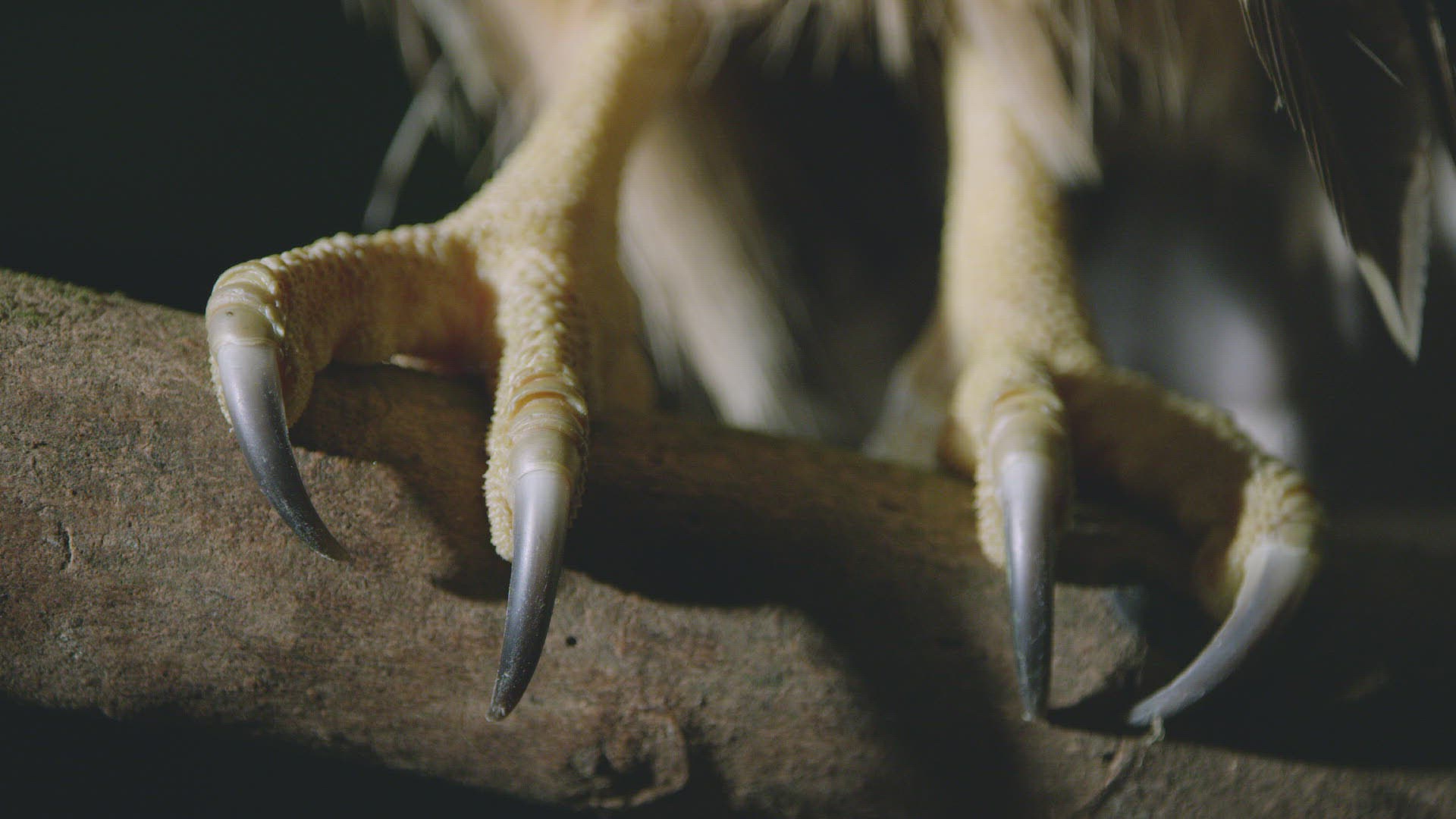 668156027 / Buffy Fish-Owl / Crouching / Borneo