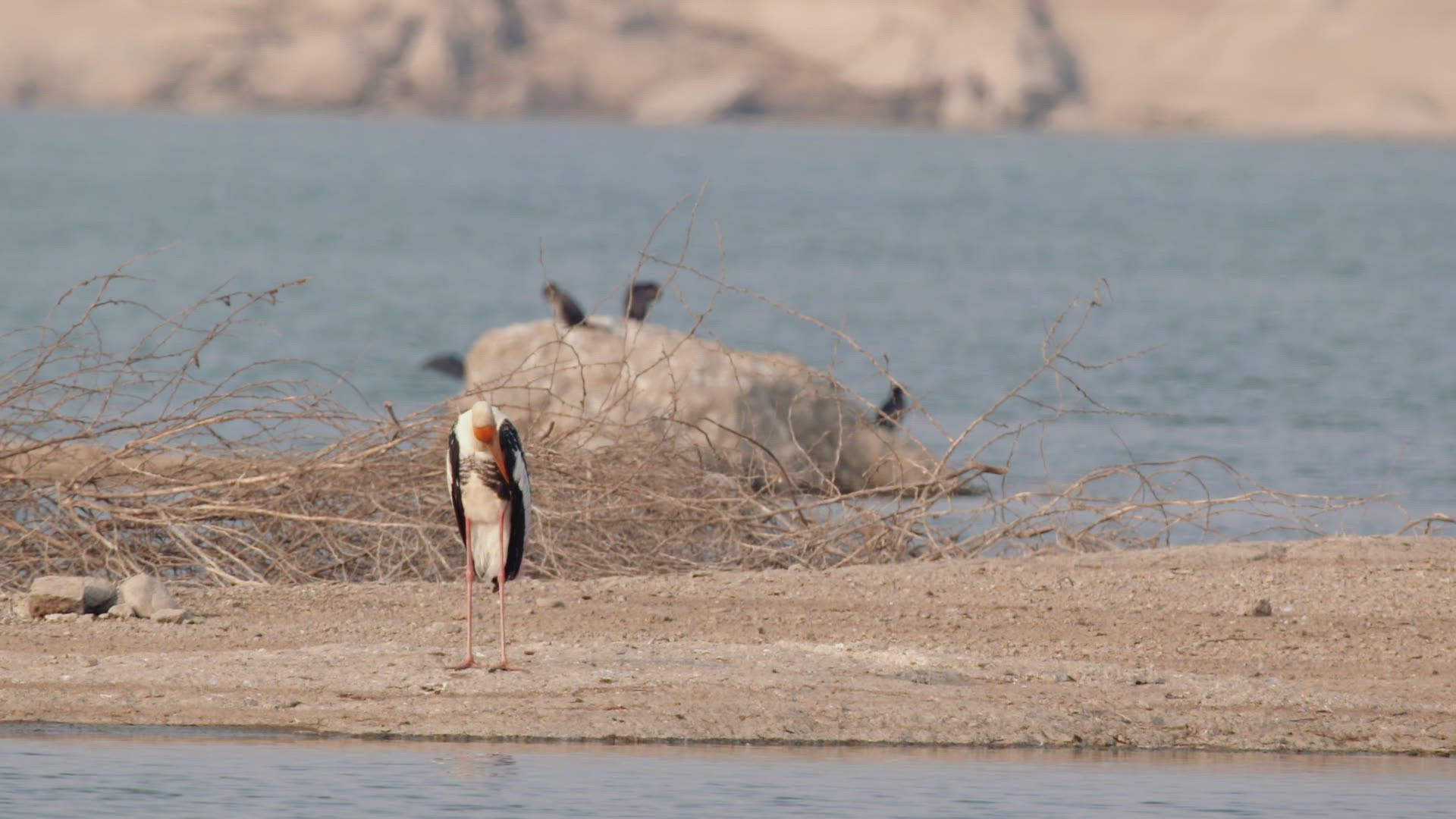 522022586 / Stork / Standing / Rajasthan