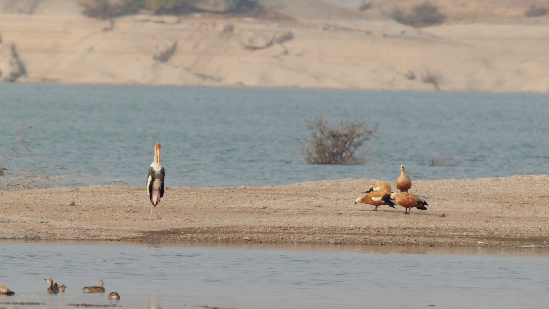 871171320 / Stork / Standing / Rajasthan