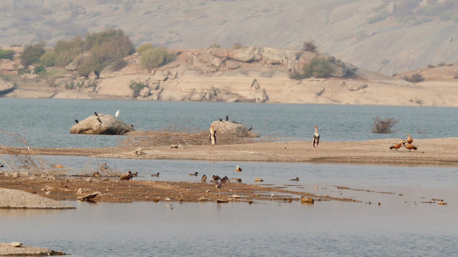 998985112 / Stork / Standing / Rajasthan