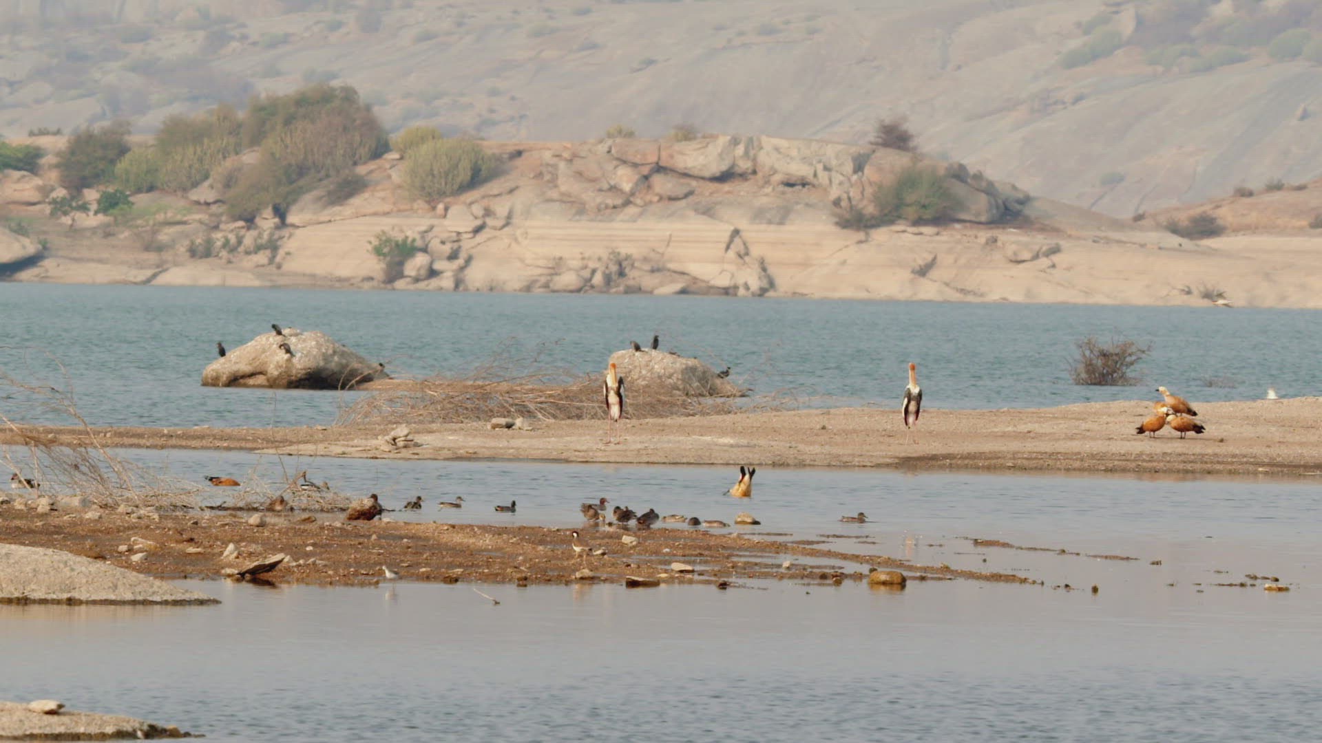 915015796 / Stork / Standing / Rajasthan