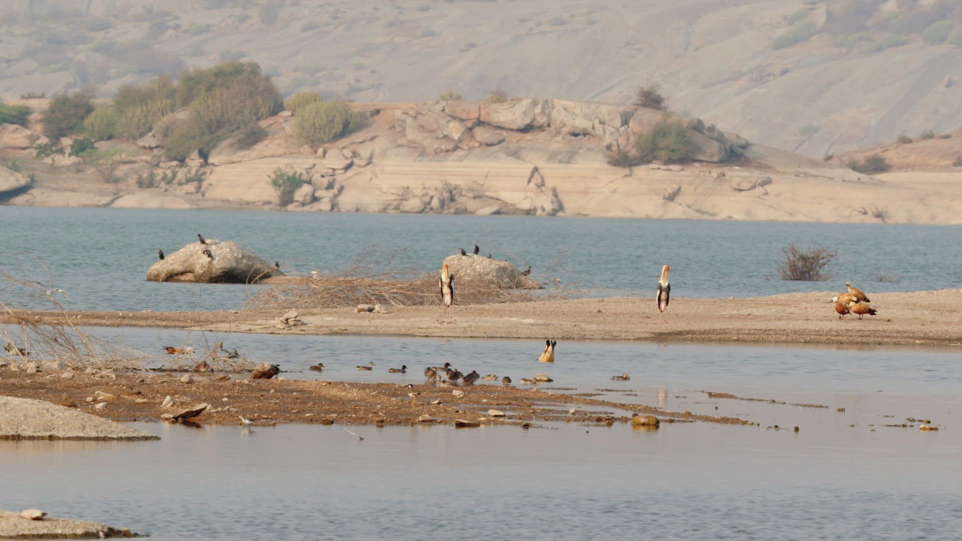 898259139 / Stork / Standing / Rajasthan