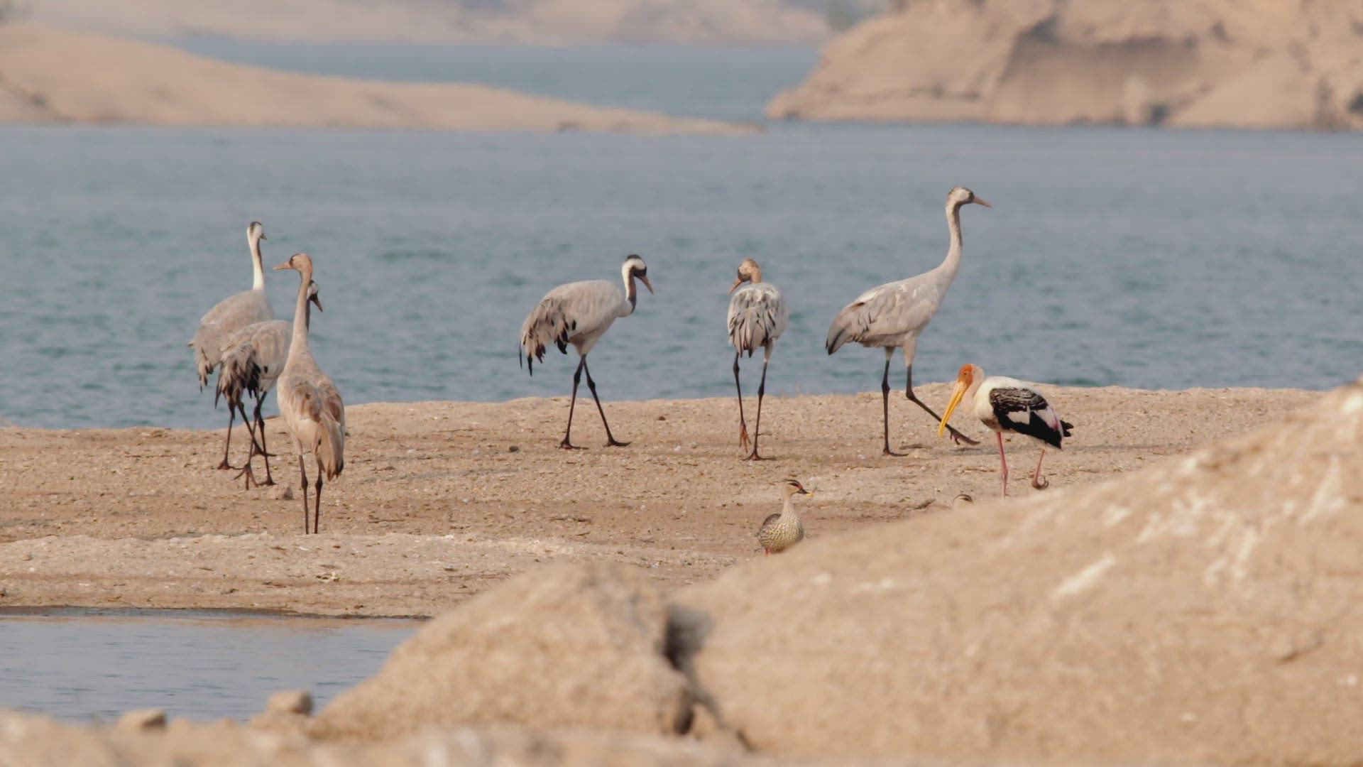 182779472 / Stork / Walking / Rajasthan