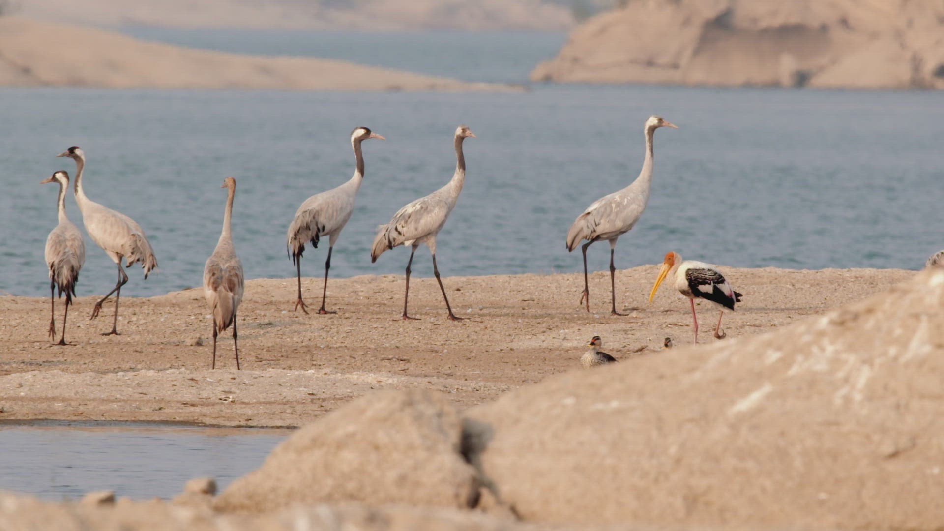 493892112 / Stork / Walking / Rajasthan
