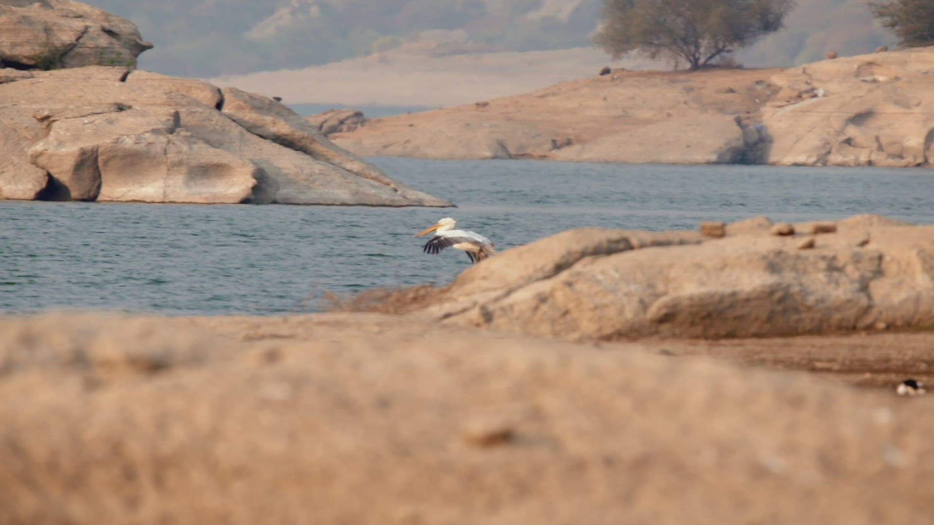 363020836 / Stork / Flying / Rajasthan