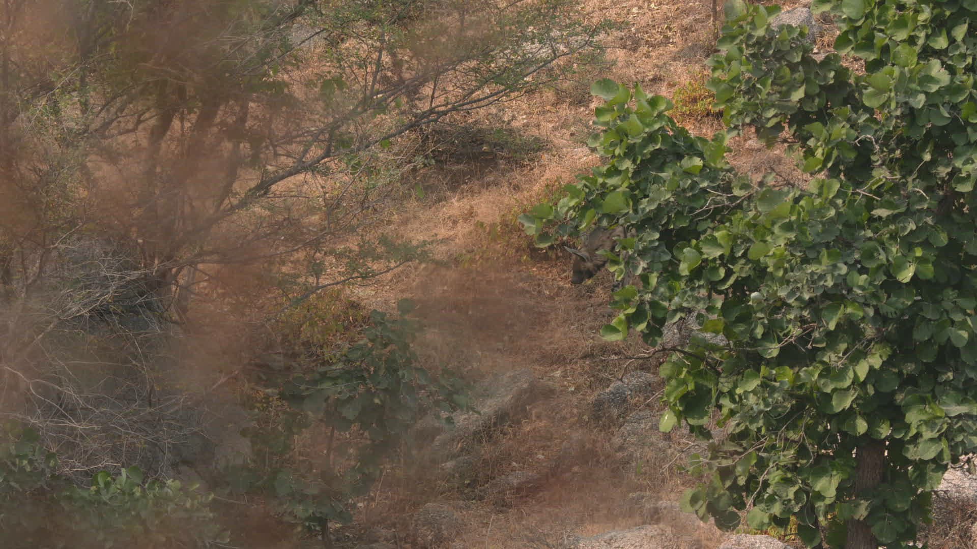 786474804 / Striped hyena / Walking / Rajasthan