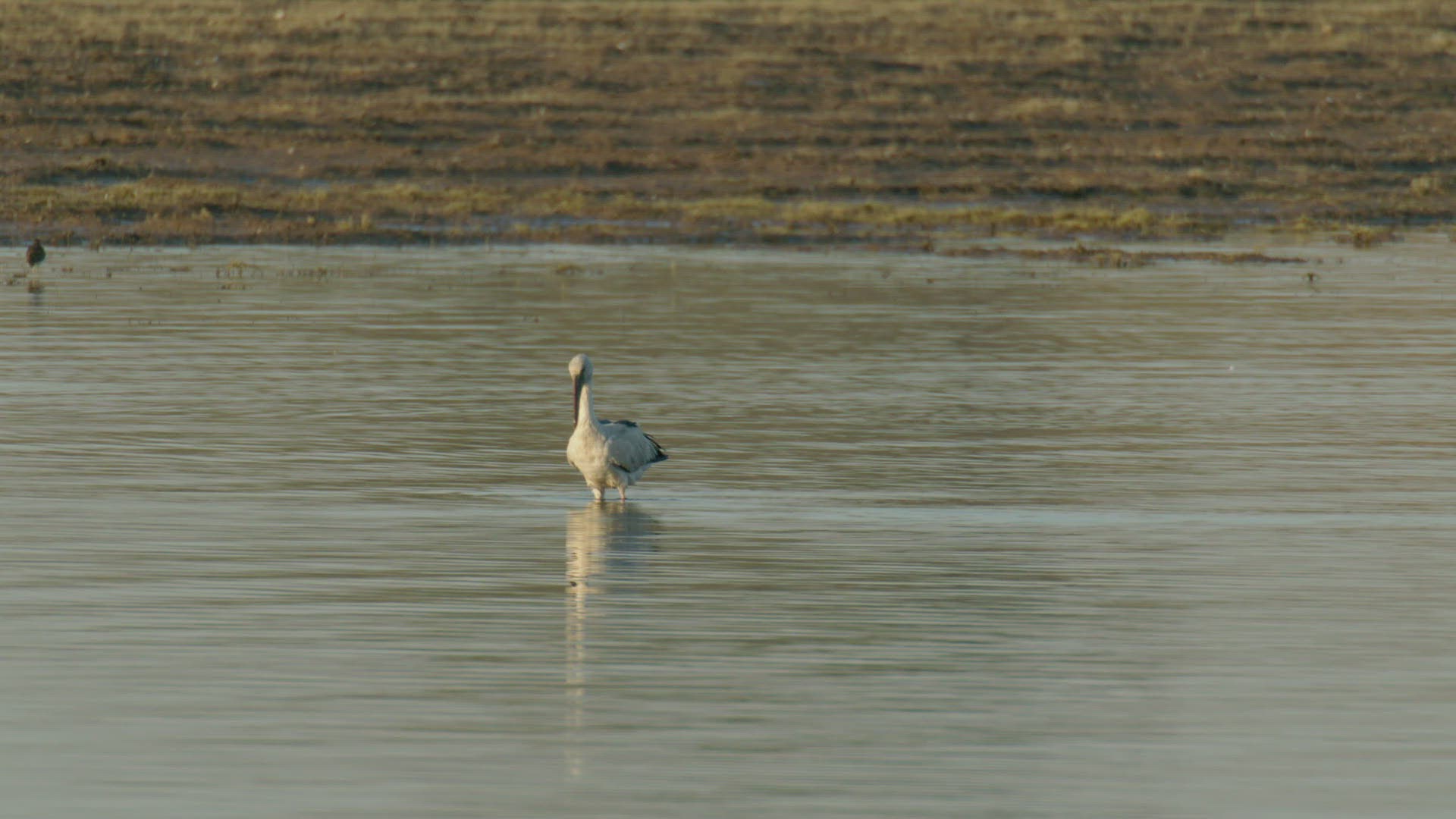 439866296 / Stork / Wading / Rajasthan