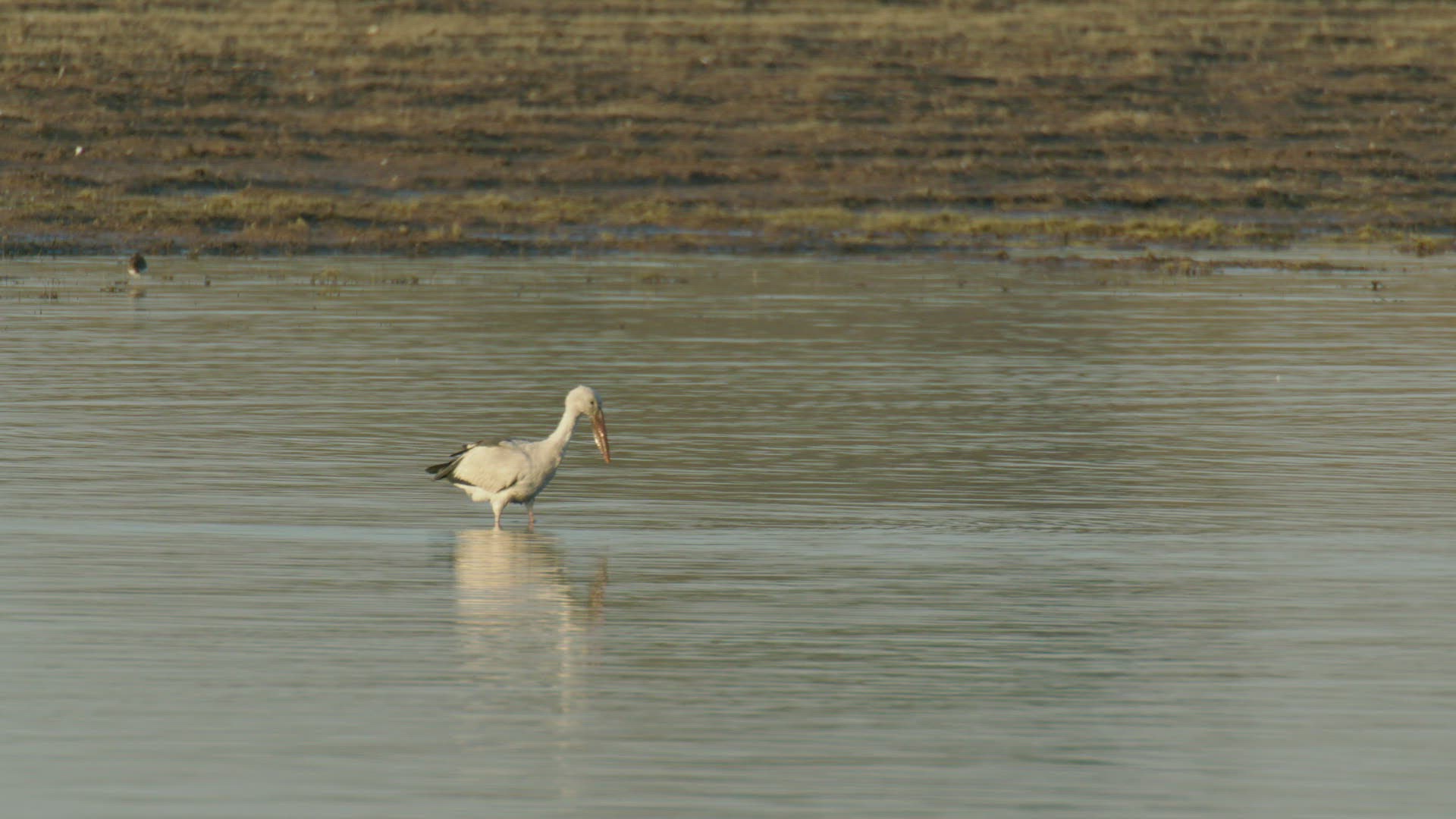770982996 / Stork / Wading / Rajasthan