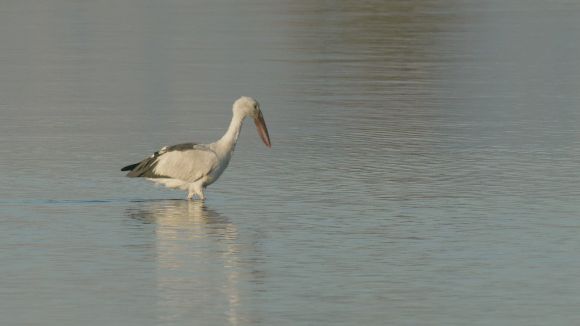 830581829 / Black Winged Stilt / Walking / Rajasthan