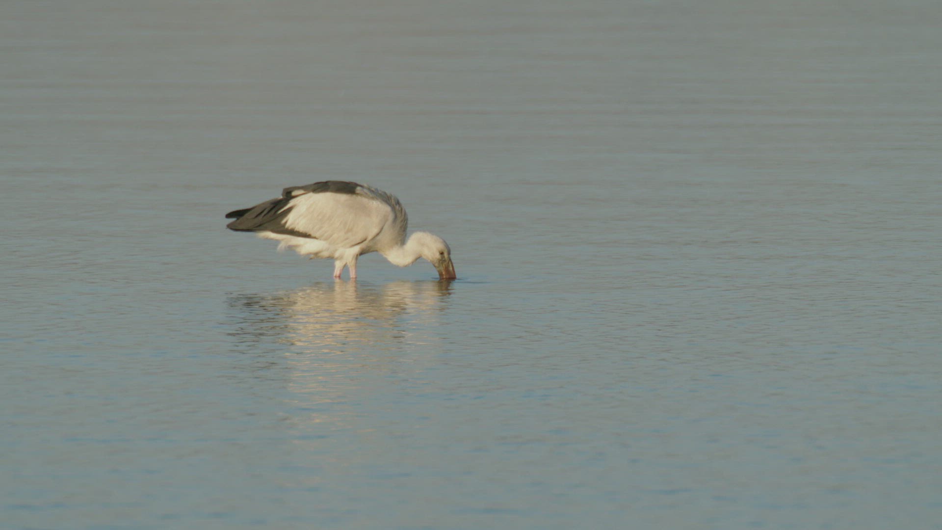 266605140 / Stork / Wading / Rajasthan