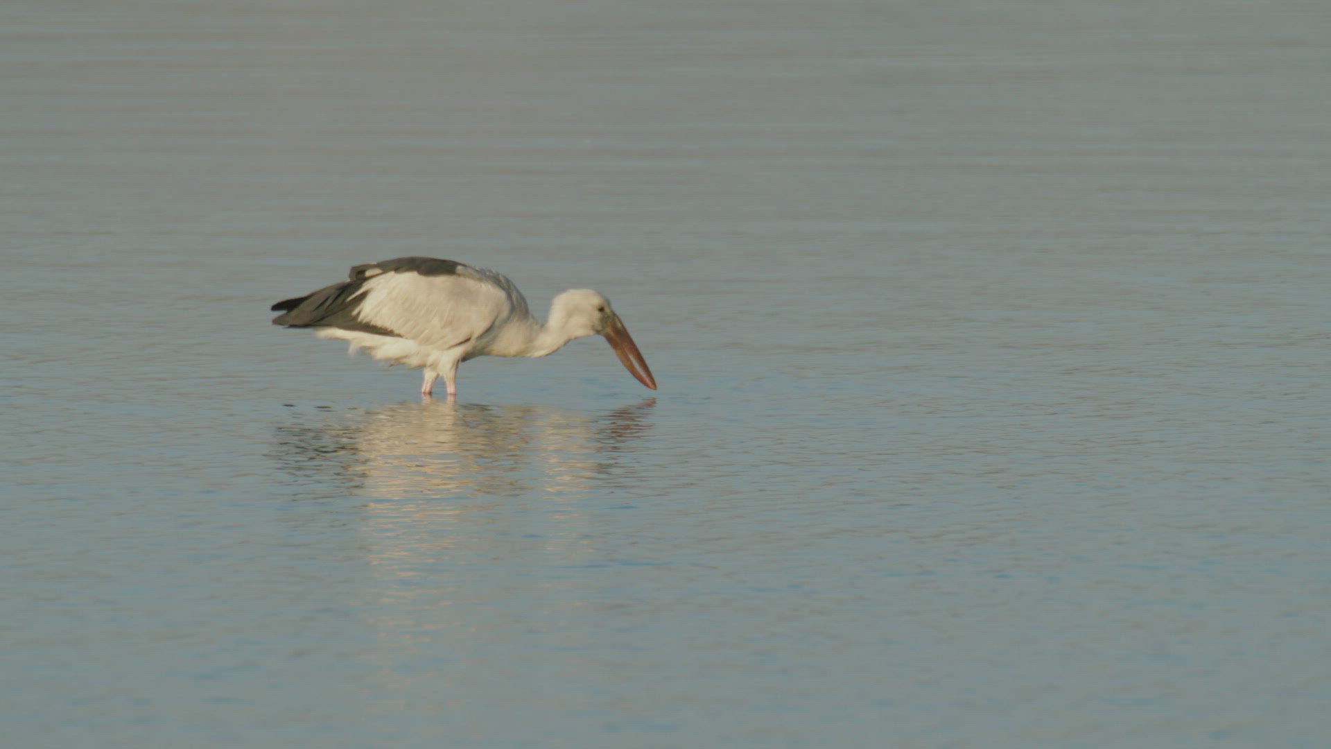 281973159 / Stork / Wading / Rajasthan