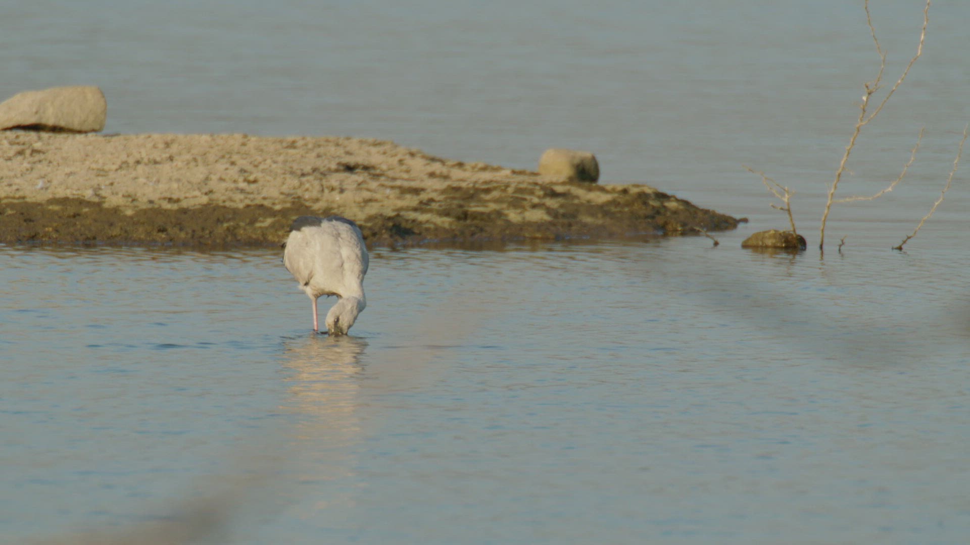 289693350 / Stork / Wading / Rajasthan