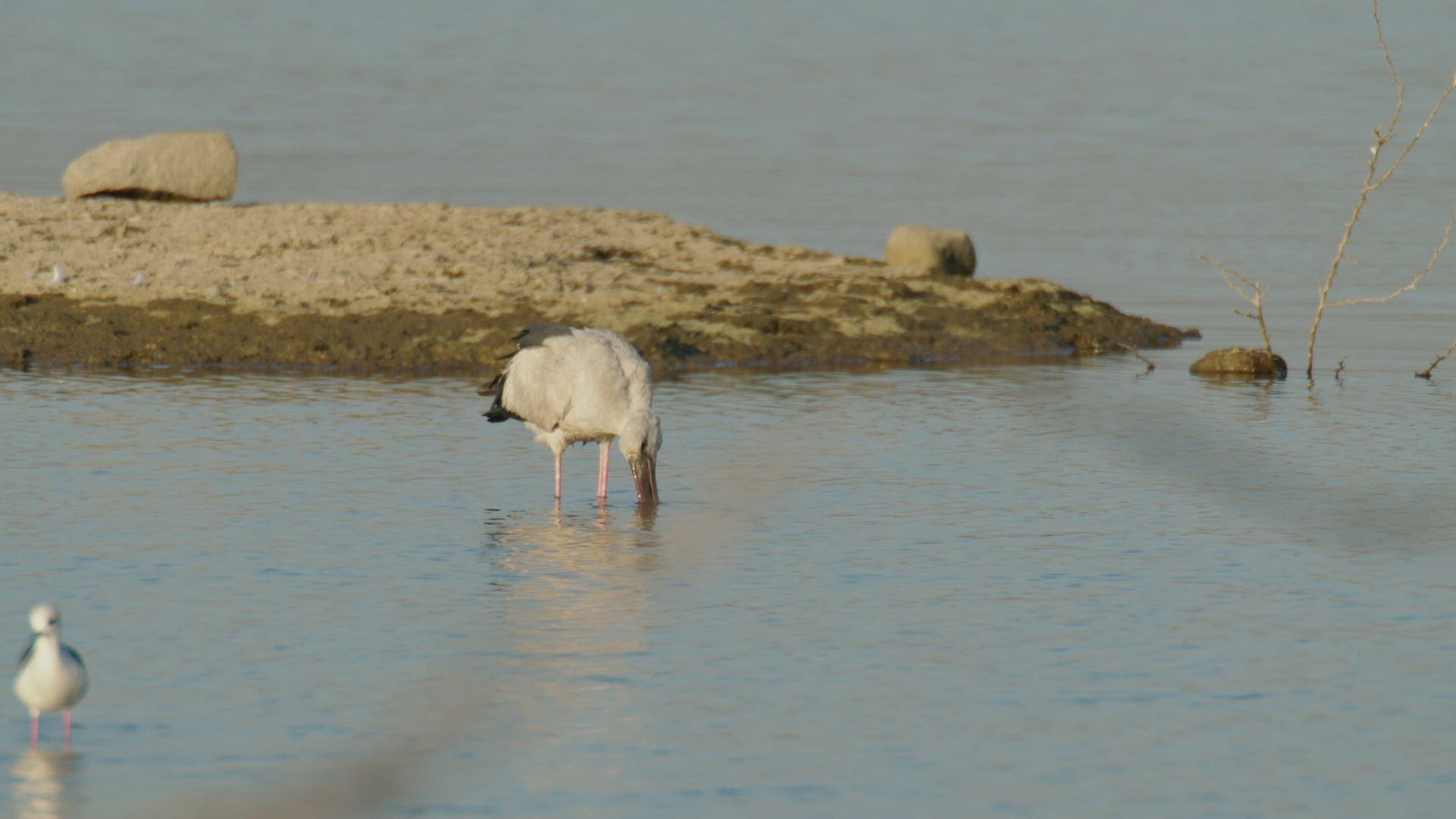 655118864 / Stork / Wading / Rajasthan
