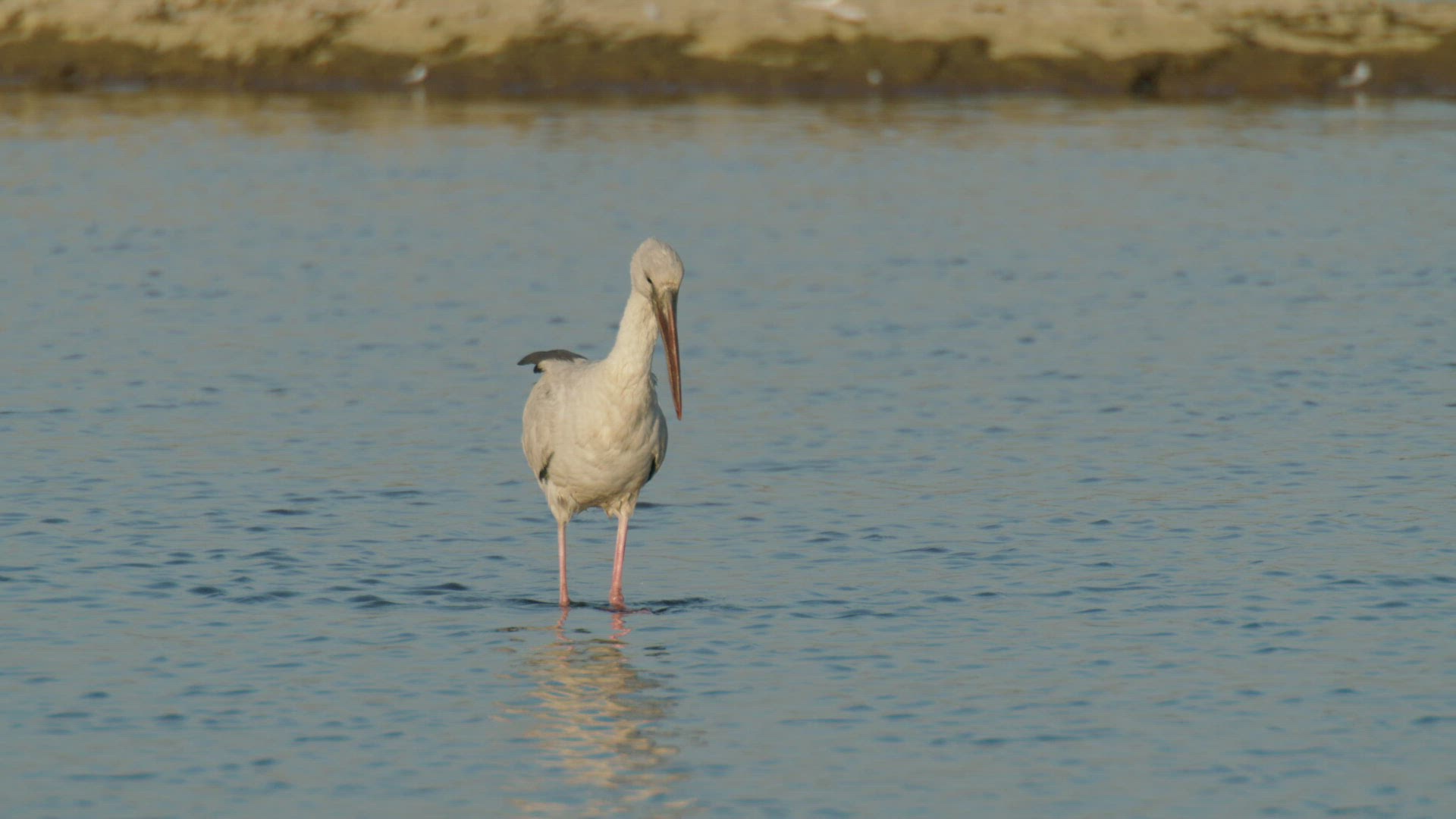 189521738 / Stork / Wading / Rajasthan
