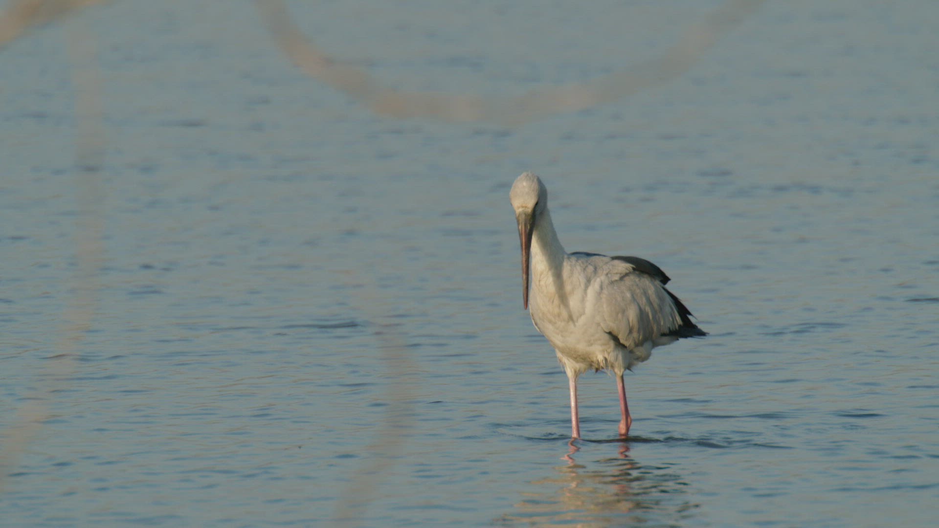 254083358 / Stork / Wading / Rajasthan