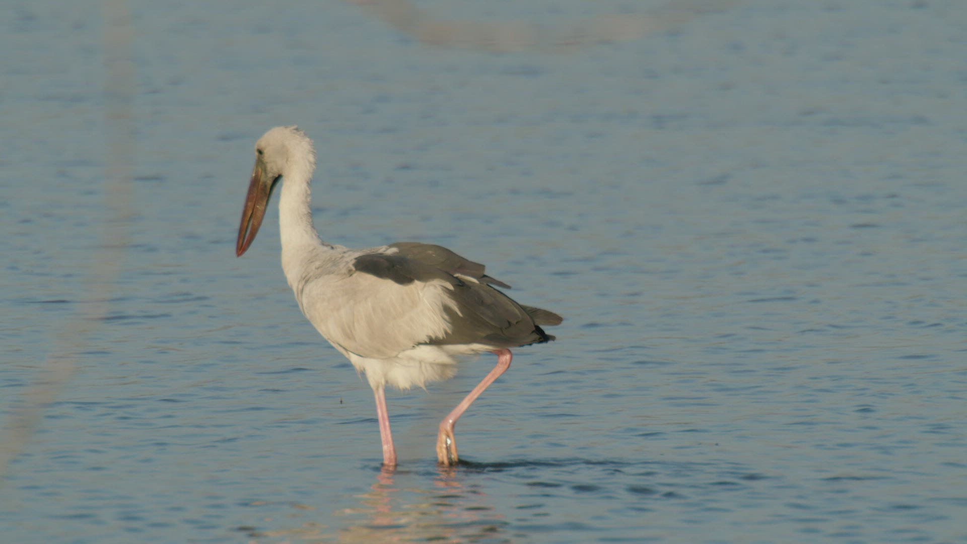538607863 / Stork / Wading / Rajasthan