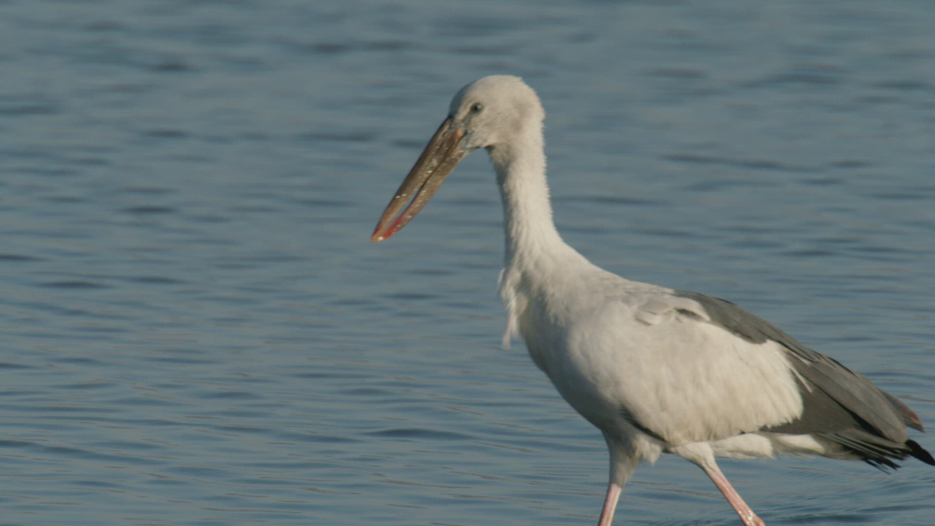 393664840 / Stork / Wading / Rajasthan