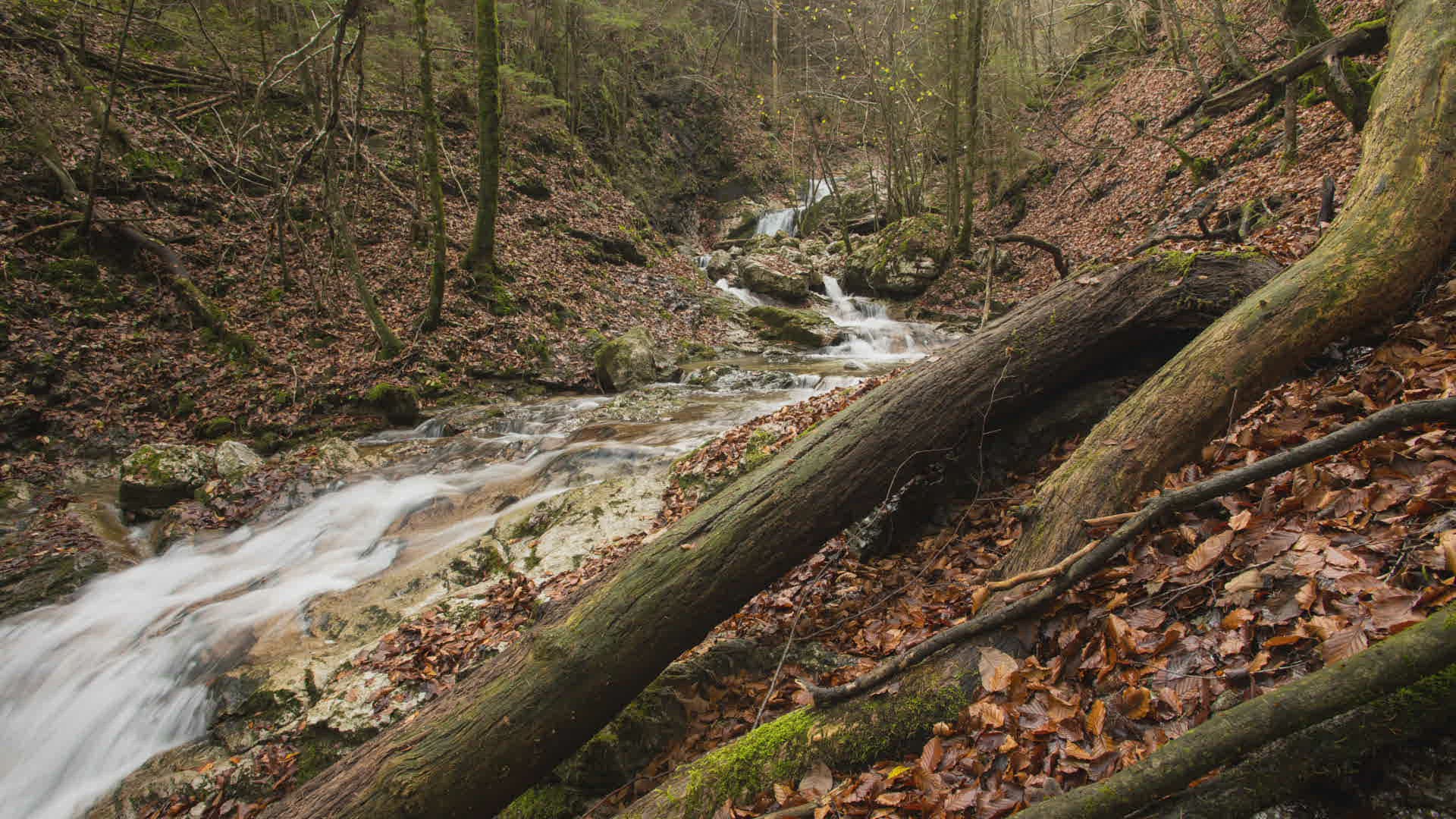 525222494 / Kremstal / Upper Austria / Austria