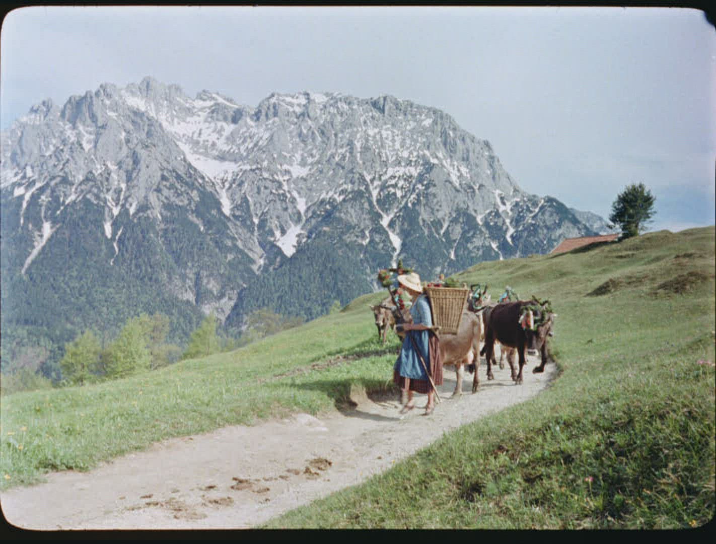 879936496 / Heimatfilm / Die fröhliche Wallfahrt / Alp / 1956