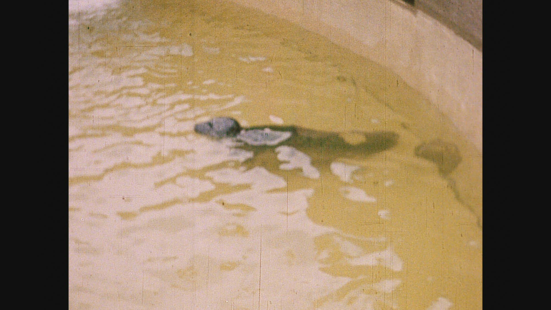 160089795 / Zoologischer Garten Berlin / Germany / 1939 - 1942