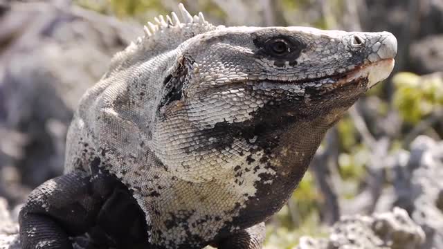 Giant Iguana