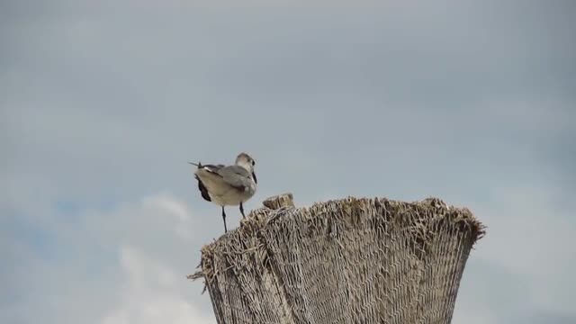 Seagull on the top of beach shade at Tropical Beach