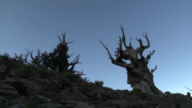 Ancient Bristlecone Pine Tree Time Lapse