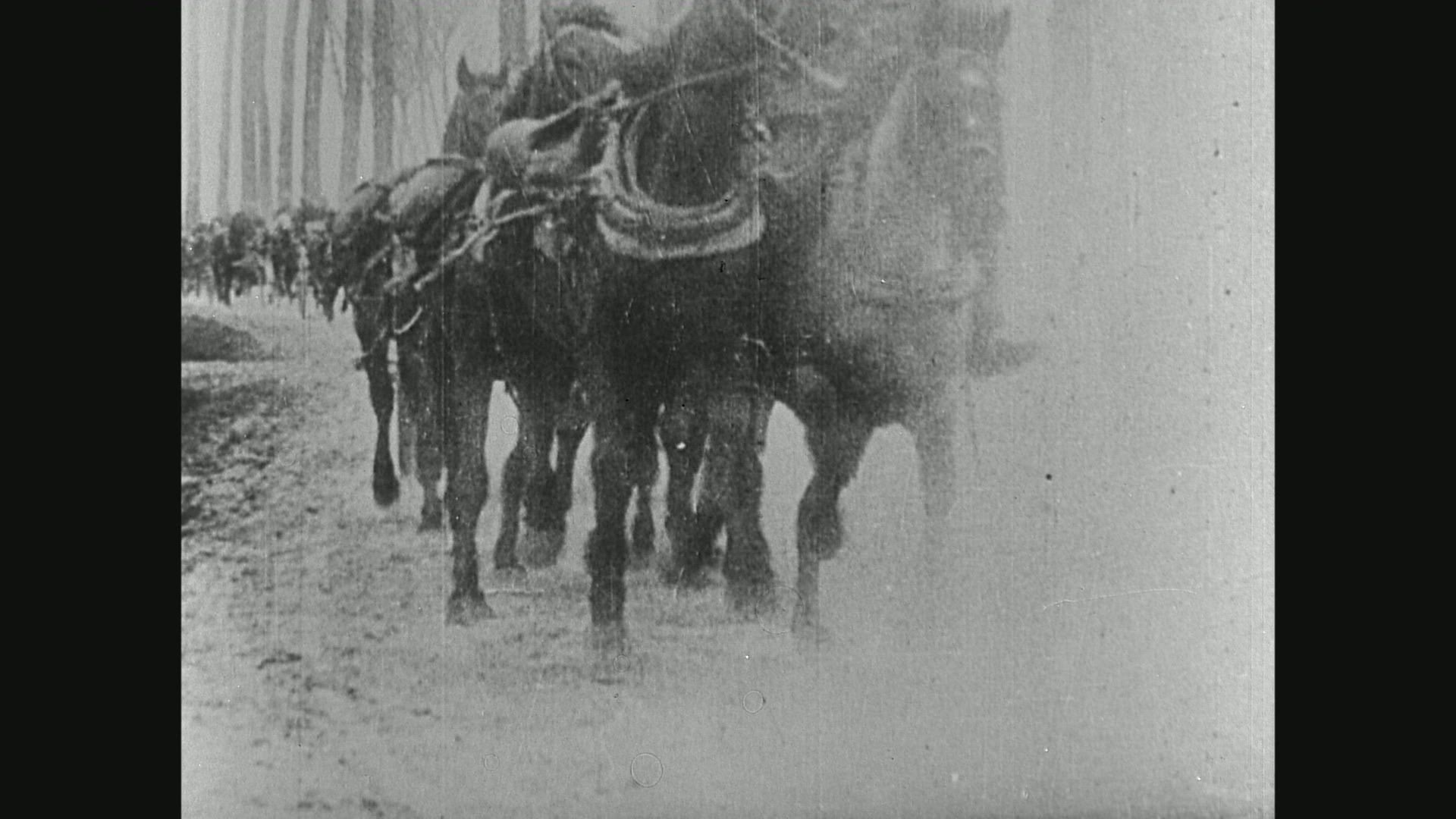 344048352 / First World War / Cavalry / German Army / 1916