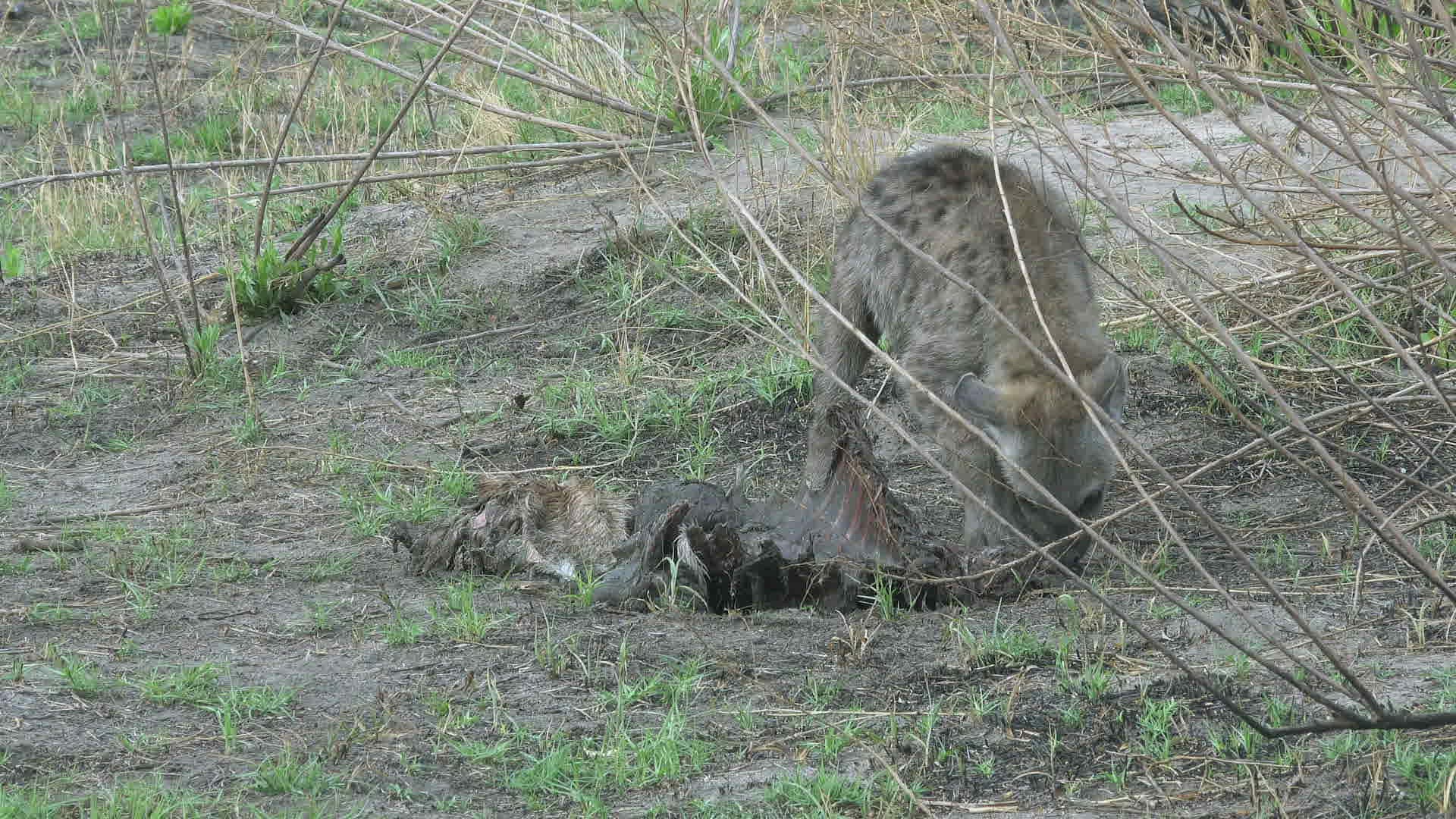 397438742 / Hyena / Africa