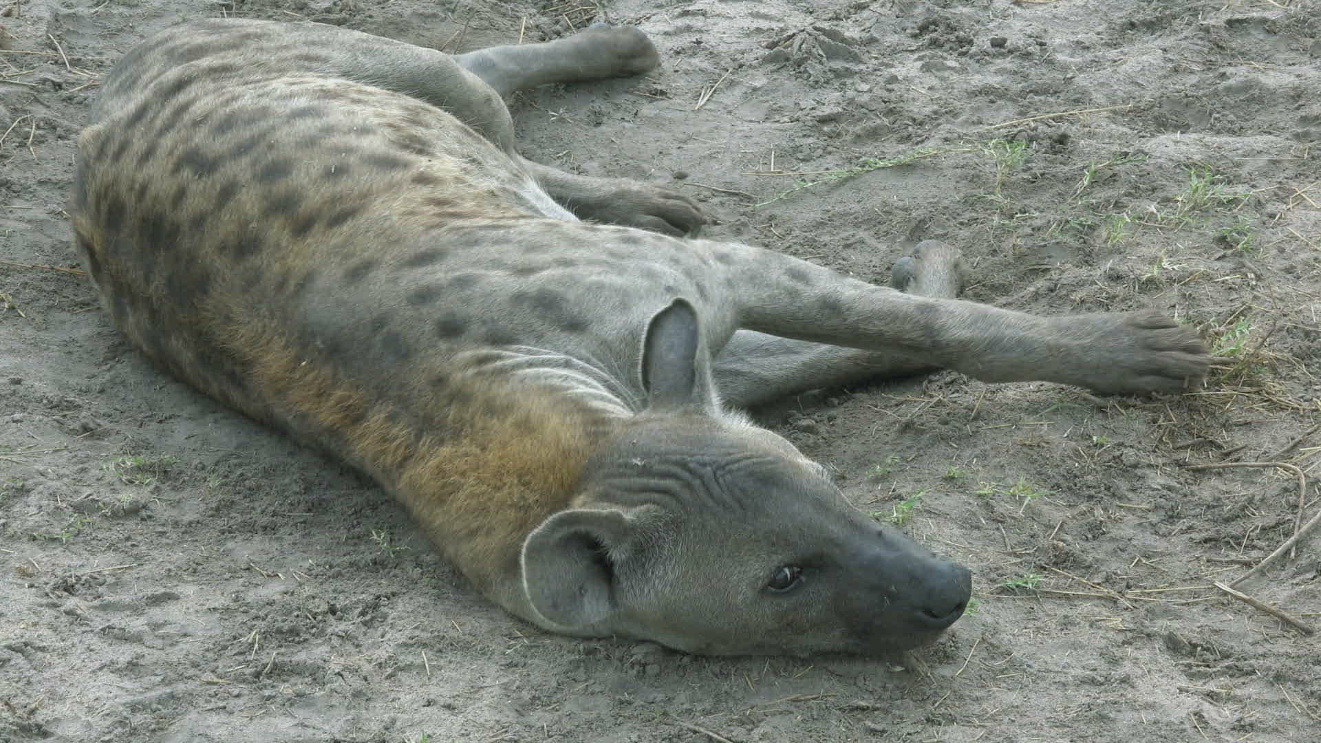 925449774 / Hyena / Africa